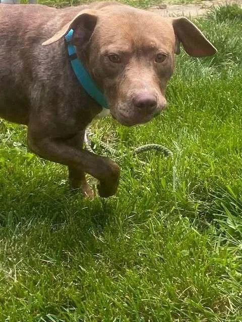 A young medium-sized male Brown / Chocolate Pit Bull Terrier dog named Copper for adoption in Hillsboro, OH