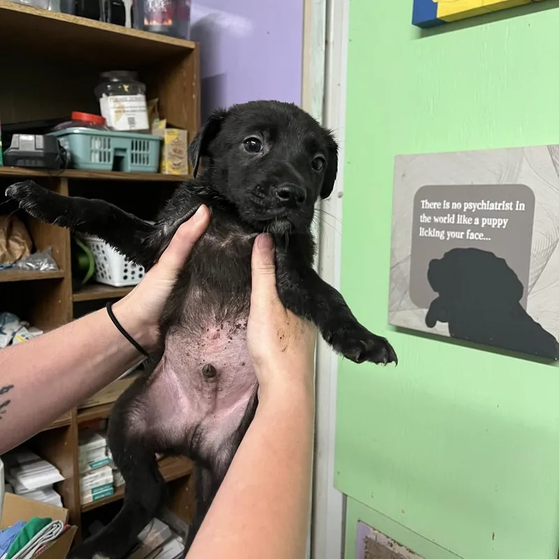 A baby small-sized male Black Border Collie dog named ECHSStray_ for adoption in Stephenville, TX