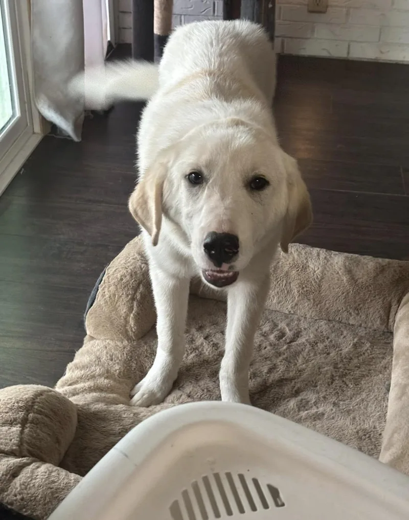 A young large-sized female Great Pyrenees dog named Monroe for adoption in Rochester, TX