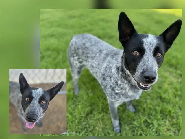 An adult medium-sized male Australian Cattle Dog / Blue Heeler dog named Blue Boy for adoption in Albuquerque, NM