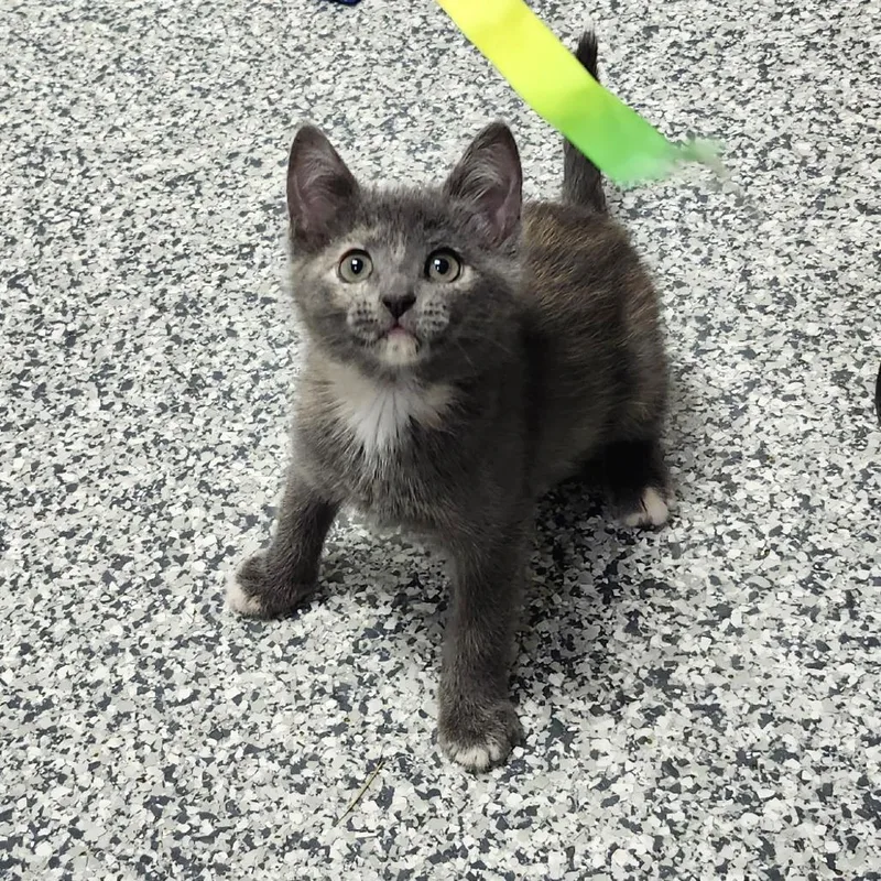 A baby small-sized female Tortoiseshell Domestic Short Hair cat named Aelin for adoption in Brookfield, WI