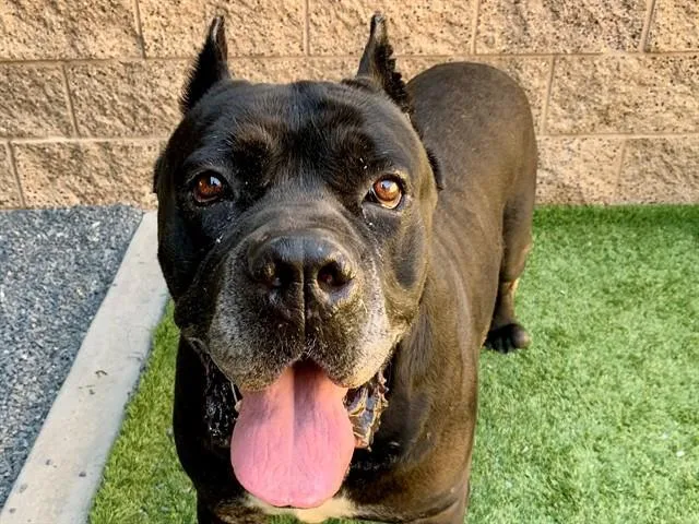 An adult extra large-sized male Black Cane Corso dog named Urgent Save Me Please for adoption in San Marcos, CA