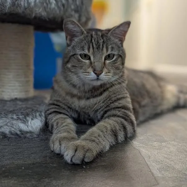 A senior medium-sized female Tabby (Buff / Tan / Fawn) Domestic Short Hair cat named Biscuit for adoption in McDonald, PA
