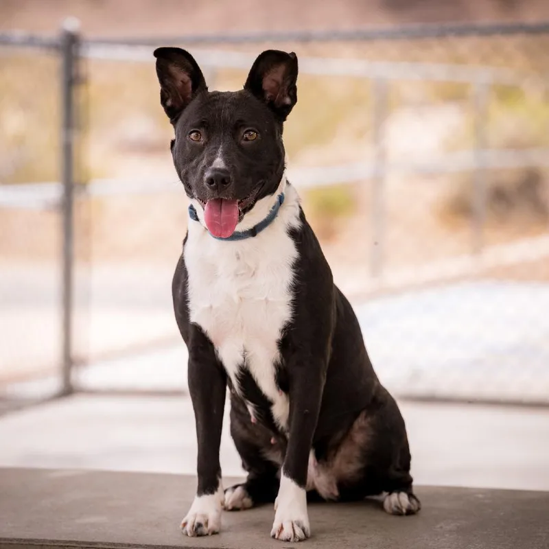 An adult medium-sized female American Staffordshire Terrier dog named Lady Ginerva for adoption in Los Angeles, CA