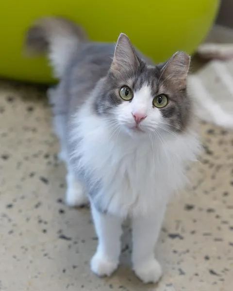 A young medium-sized female Domestic Medium Hair cat named Poppy for adoption in Leesburg, VA