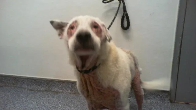 A senior medium-sized male Labrador Retriever dog named Buster for adoption in Charlotte, NC