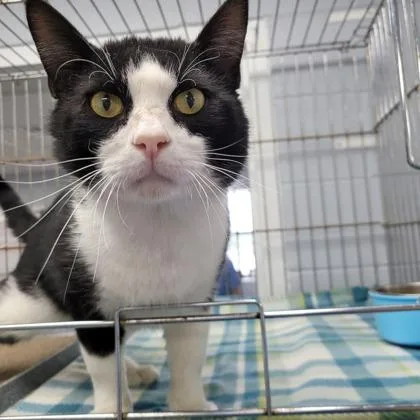 Rufus