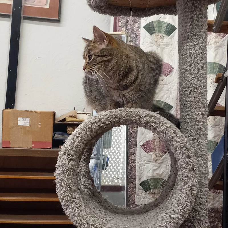 An adult medium-sized male Brown / Chocolate Domestic Short Hair cat named Ace for adoption in Coldwater, MI