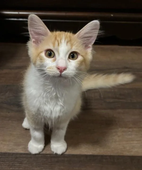 A baby small-sized male Domestic Short Hair cat named Patrick for adoption in Bonsall, CA