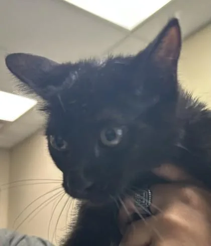 A young medium-sized female Domestic Short Hair cat named Easter Bun for adoption in Kansas City, MO