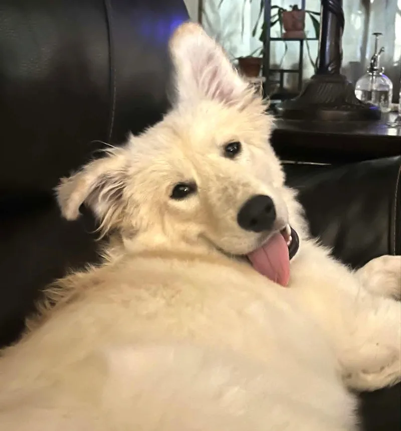 Fifi SAT thumbnail 2