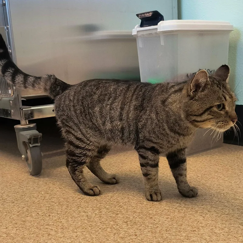 An adult medium-sized male Tabby (Brown / Chocolate) Domestic Short Hair cat named Rufus for adoption in Weaverville, CA