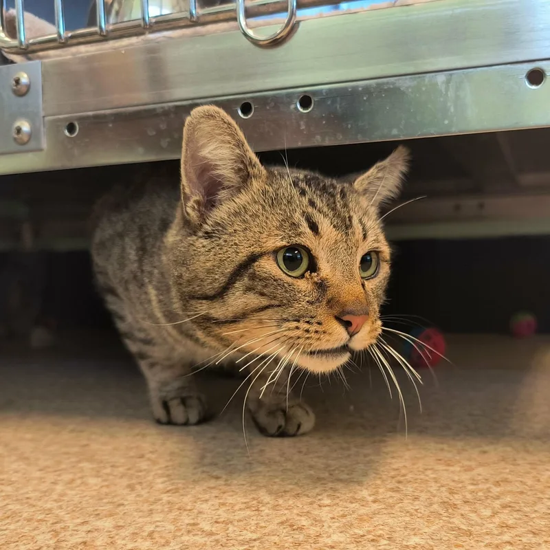 Rufus thumbnail 2
