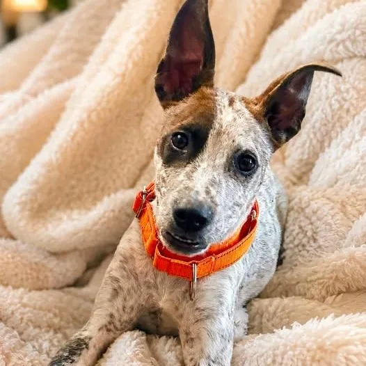 A baby medium-sized male Australian Cattle Dog / Blue Heeler dog named Homer for adoption in Moyock, NC