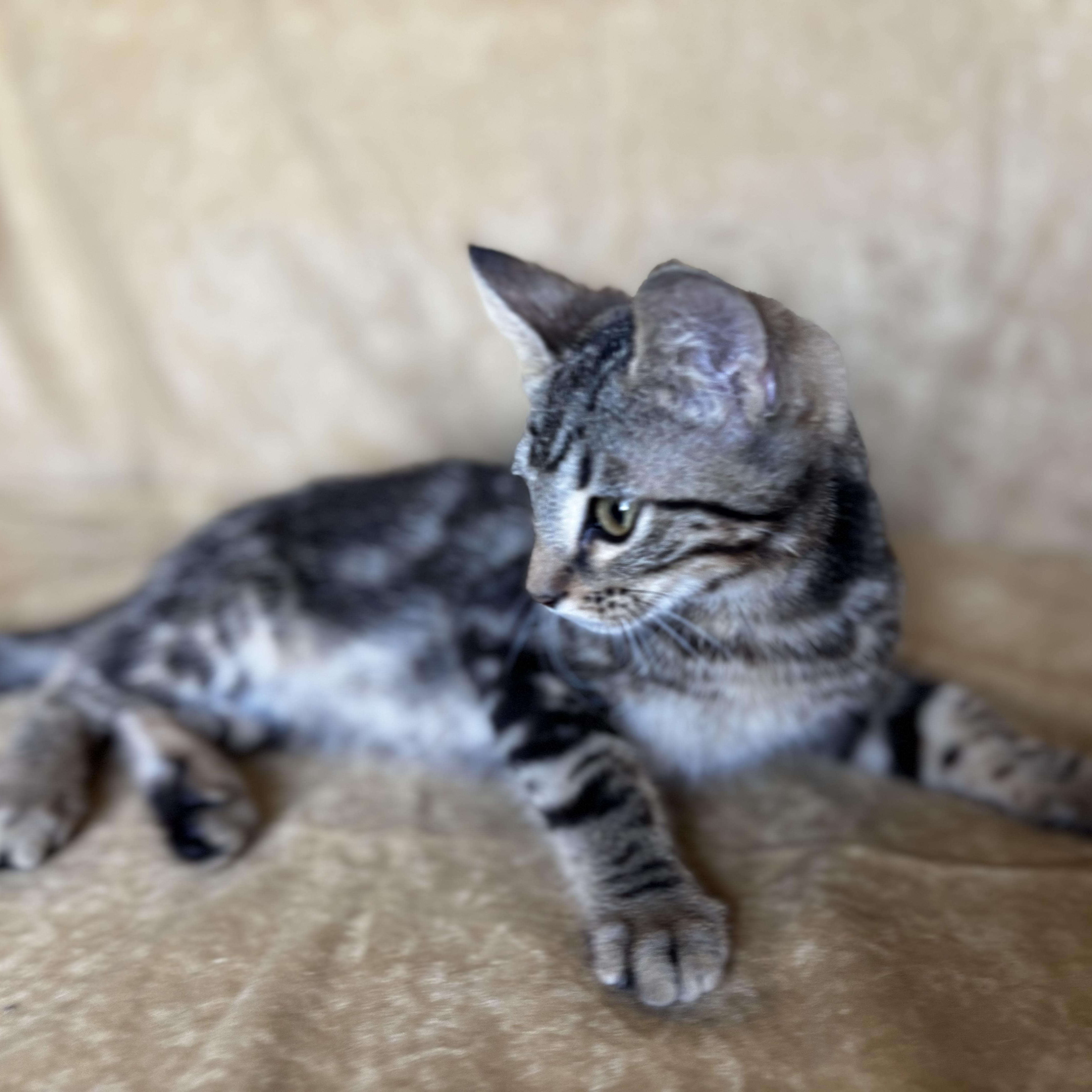 A baby medium-sized male Tabby (Brown / Chocolate) Domestic Medium Hair cat named Andros for adoption in Liverpool, TX