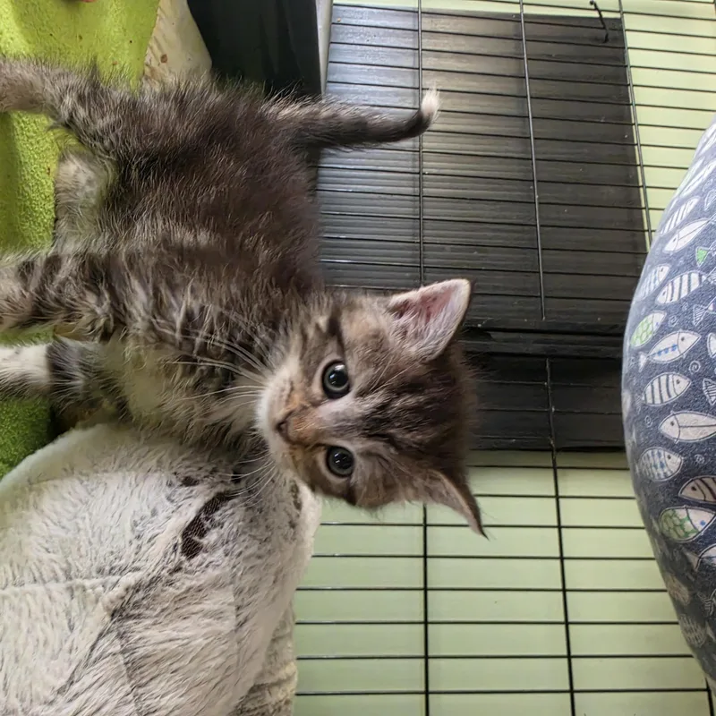 A baby medium-sized male Domestic Short Hair cat named Leo And Harp for adoption in Berkeley Heights, NJ