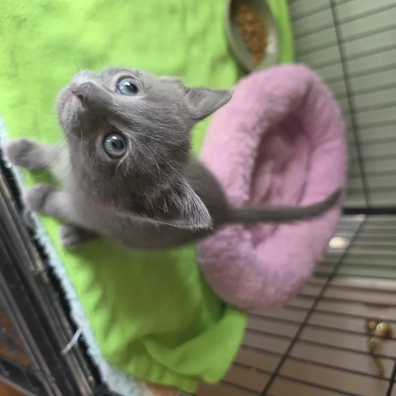 Leo And Harp thumbnail 3