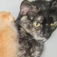 An adult medium-sized female Tortoiseshell Domestic Short Hair cat named Tortellini for adoption in Rochester, MN