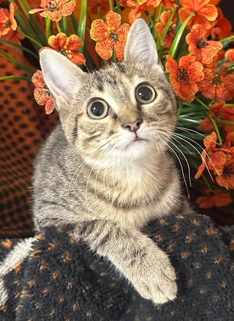 A baby small-sized female Domestic Short Hair cat named Piper for adoption in Stillwater, OK