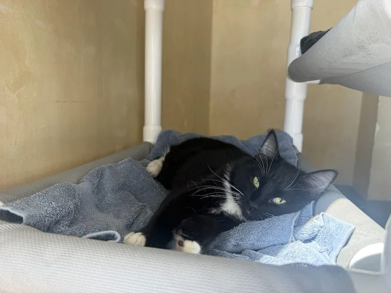 A young medium-sized female Black & White / Tuxedo Domestic Short Hair cat named Cathy for adoption in Berkeley, CA