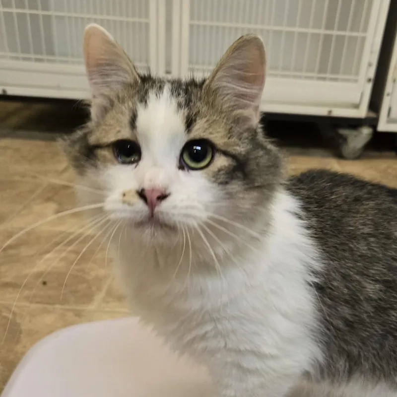 A young medium-sized male Brown / Chocolate Domestic Short Hair cat named Maverick for adoption in Colorado Springs, CO