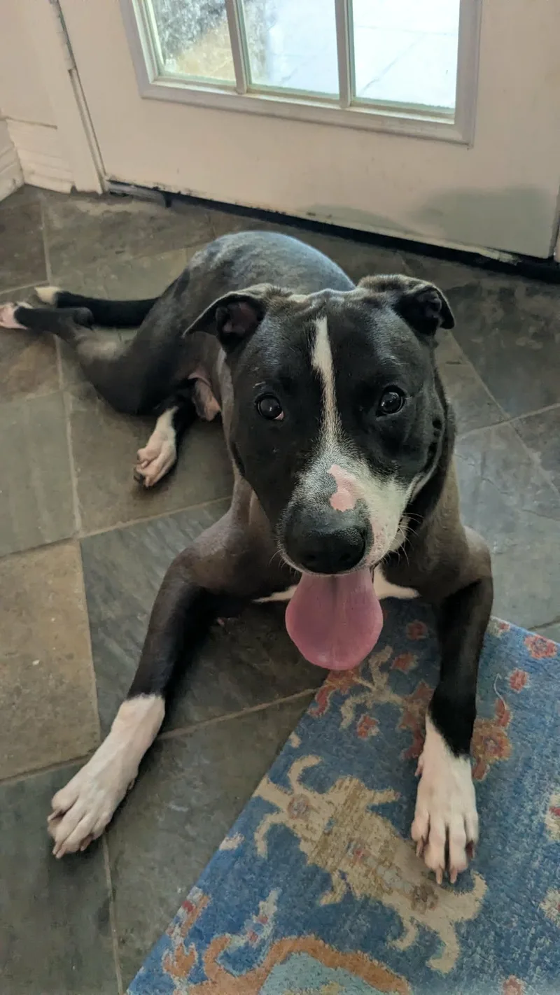 An adult large-sized male American Staffordshire Terrier dog named Cyrano Your Velcro for adoption in Houston, TX