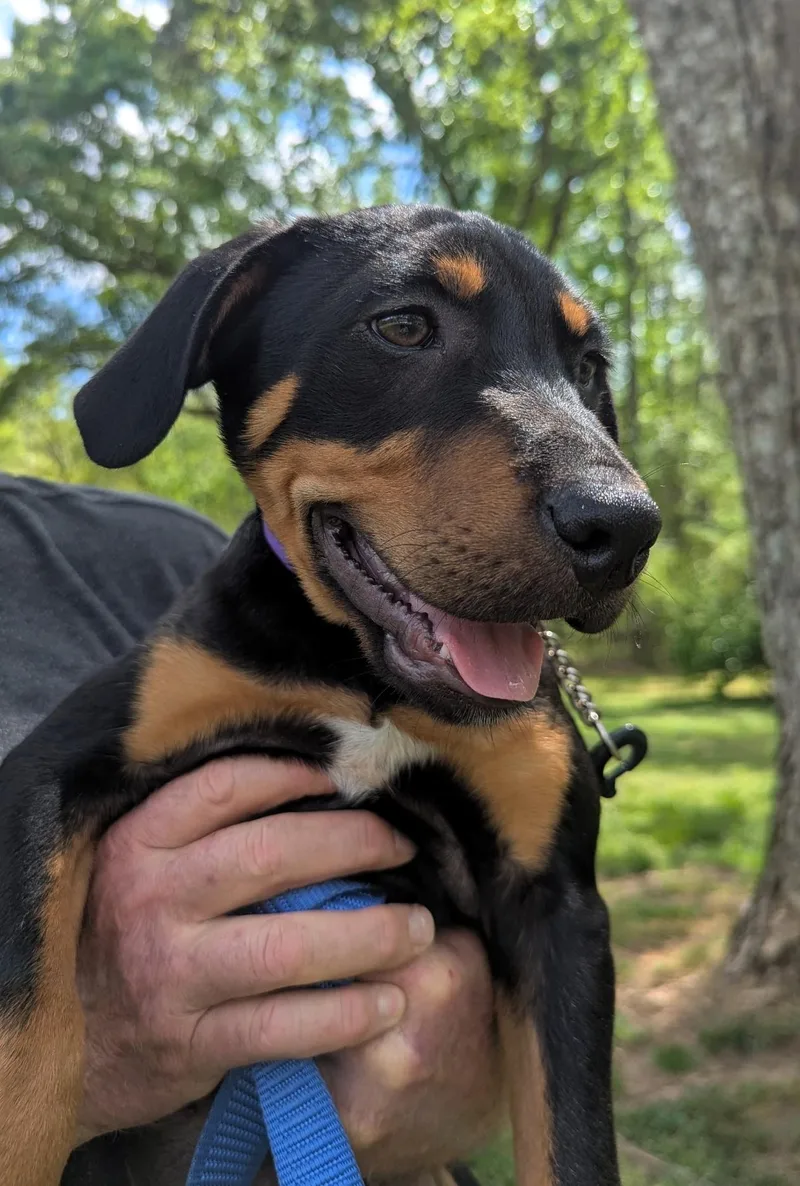 A baby large-sized male Black Hound dog named Tyler for adoption in Milner, GA