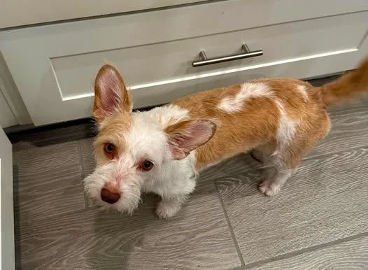 A young small-sized female Apricot / Beige Jack Russell Terrier dog named Mina for adoption in Vernon, CT