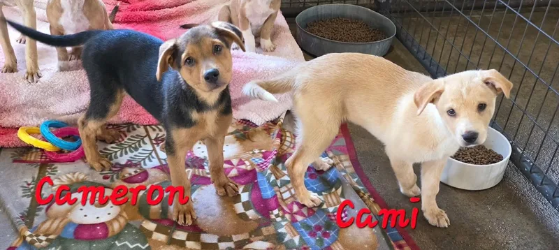 A baby medium-sized male Black Beagle dog named Kameron for adoption in Watertown, CT