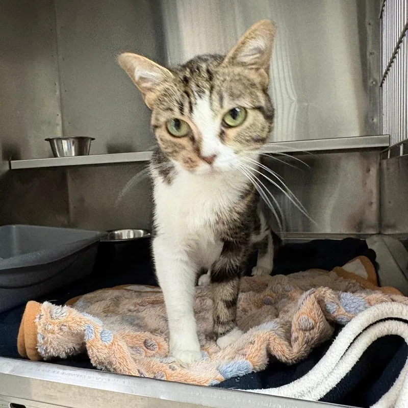 An adult medium-sized female Brown / Chocolate Domestic Short Hair cat named Karla for adoption in Springfield, IL