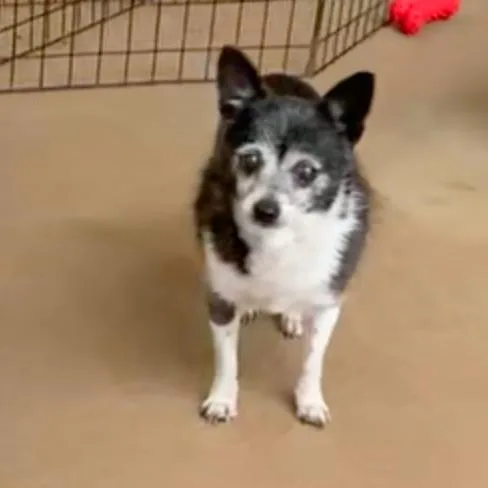 A senior small-sized female Black Chihuahua dog named Adele for adoption in Pacific Grove, CA