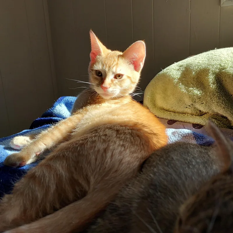 A baby medium-sized male Tabby (Orange / Red) Domestic Short Hair cat named Fritter for adoption in Springfield, OR
