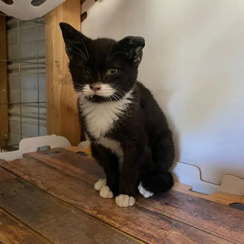 A young medium-sized male Black Domestic Short Hair cat named Big Dawg for adoption in Enfield, NH