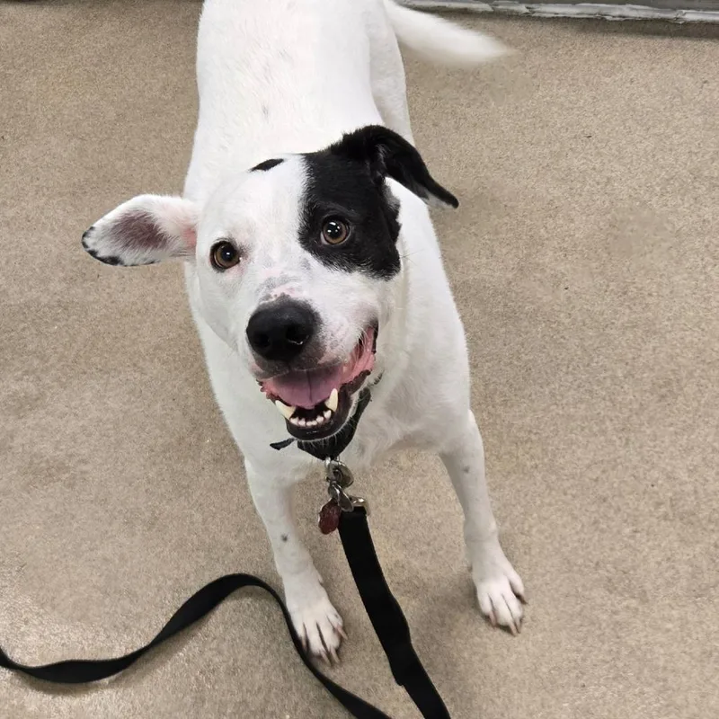 An adult medium-sized male White / Cream Mixed Breed dog named Echo for adoption in Waukesha, WI