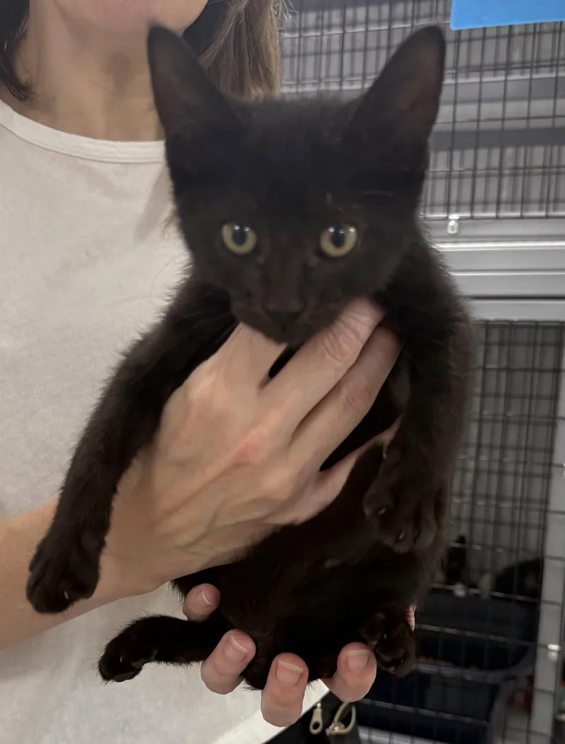 A young medium-sized male Black Domestic Short Hair cat named Museum for adoption in Satellite Beach, FL