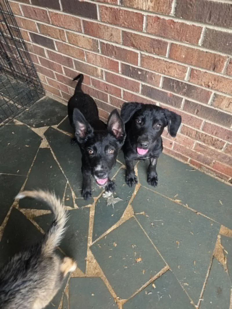 A baby large-sized female Shepherd dog named Honey "Penn Litter" for adoption in Holly Springs, NC