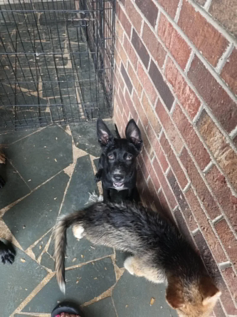 Honey  "Penn Litter" thumbnail 3