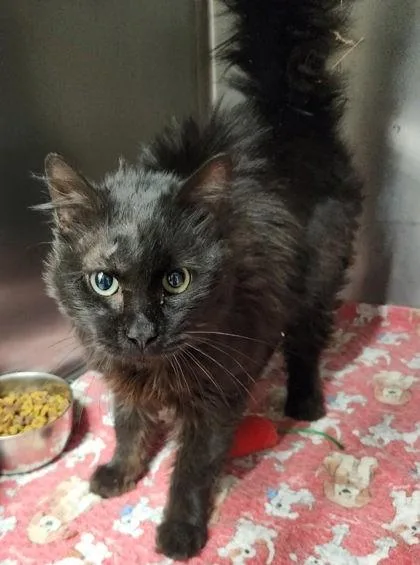 A young medium-sized male Black Domestic Long Hair cat named Morty for adoption in Butte, MT