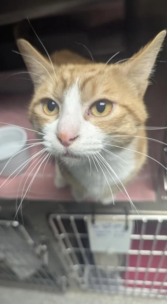 A young medium-sized male Domestic Short Hair cat named Shoresy for adoption in Athens, OH