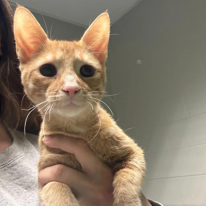 A young medium-sized male Orange & White Domestic Short Hair cat named Fred for adoption in Jackson, MI