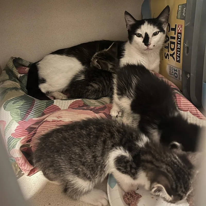 An adult small-sized female Black Domestic Short Hair cat named Trinity for adoption in Normal, IL