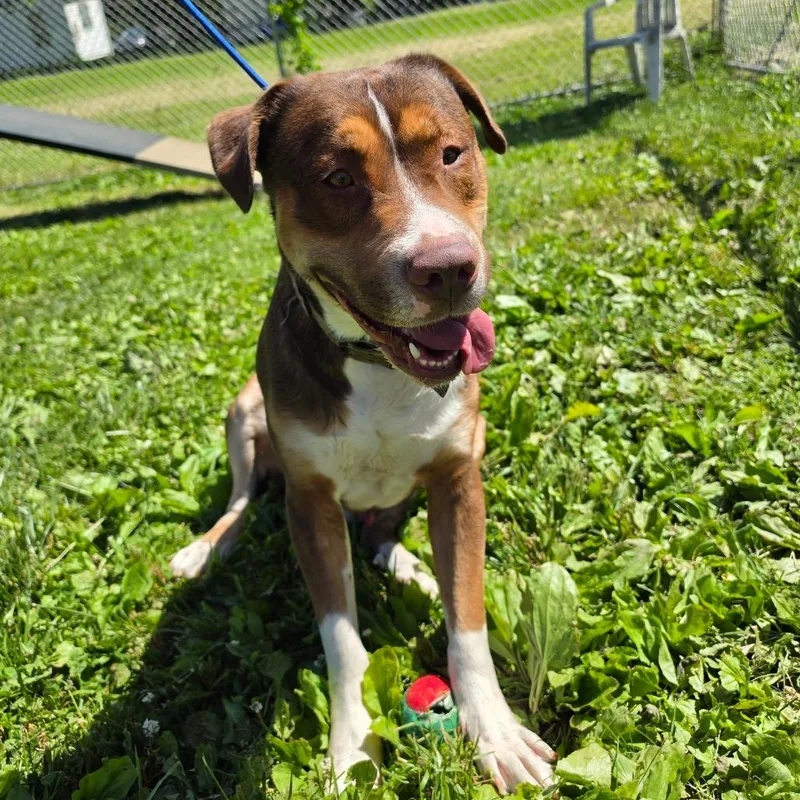An adult large-sized male Brown / Chocolate Hound dog named Rambo for adoption in Easton, PA