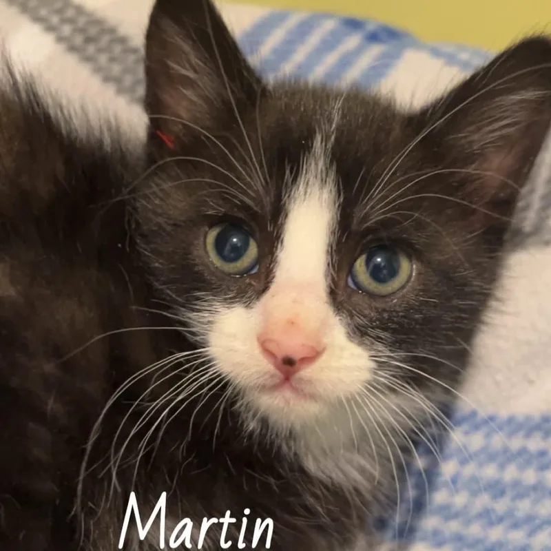 Martin thumbnail 2