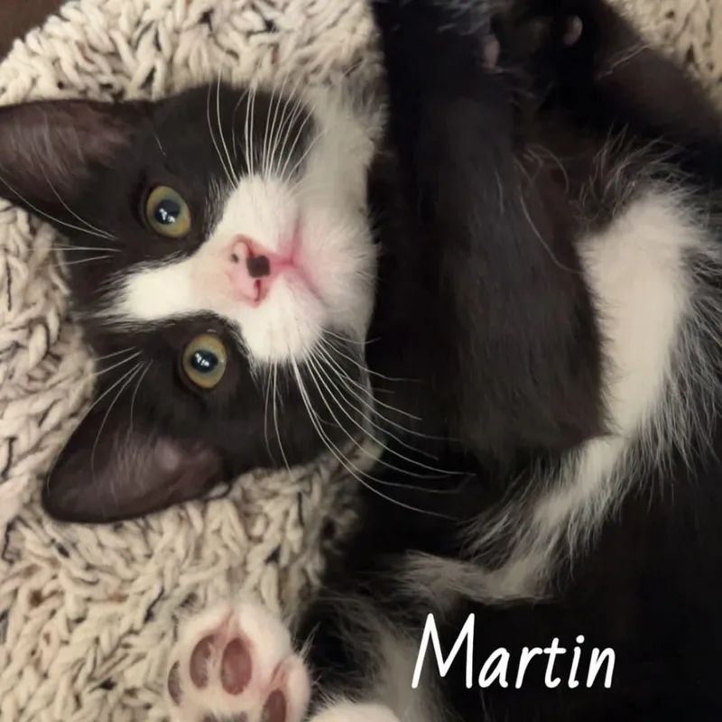 Martin thumbnail 3
