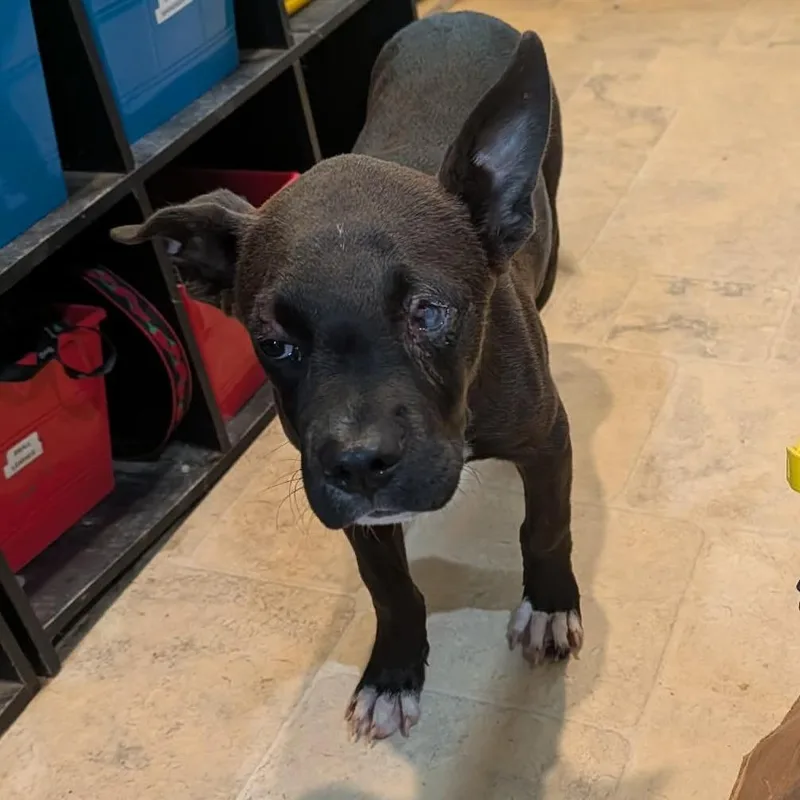A young medium-sized male Brown / Chocolate Mixed Breed dog named Irving for adoption in Boaz, AL