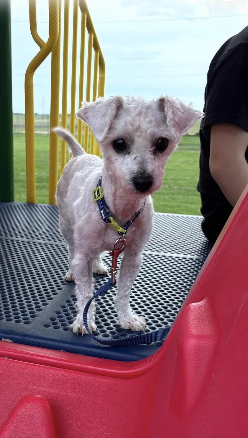 A young small-sized female White / Cream Miniature Poodle dog named Snowball for adoption in Sadler, TX