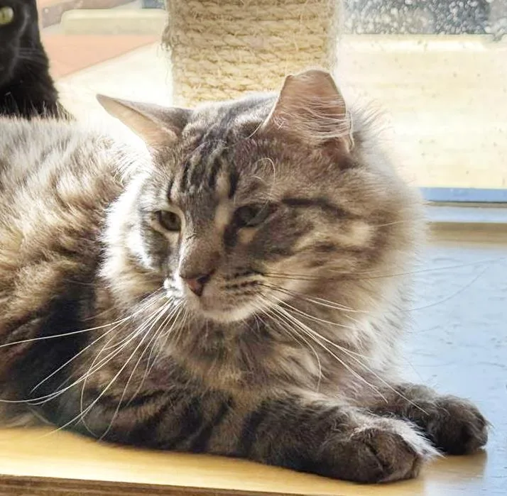 An adult medium-sized male Black Domestic Long Hair cat named Wispy Puff Bonded To for adoption in Chandler, AZ