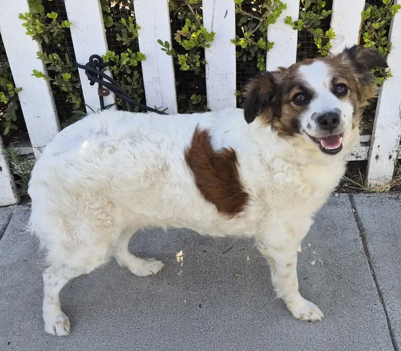 A young small-sized female Papillon dog named Shirley for adoption in Los Angeles, CA
