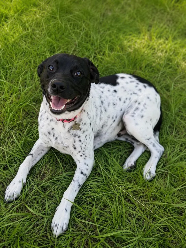 A young medium-sized female German Shorthaired Pointer dog named Aires for adoption in North Syracuse, NY