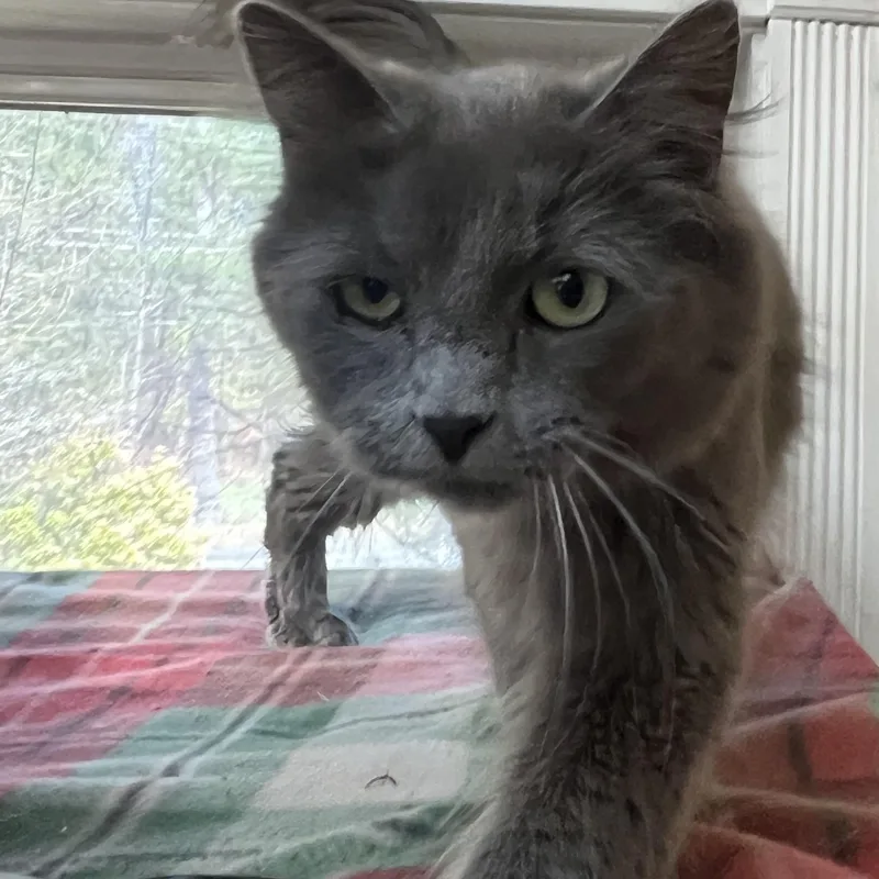 Carlotta thumbnail 2